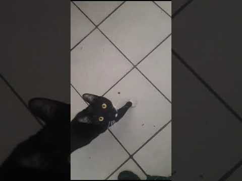 🐈cat crying like a baby 😱😱#sorts #cat #viralshorts