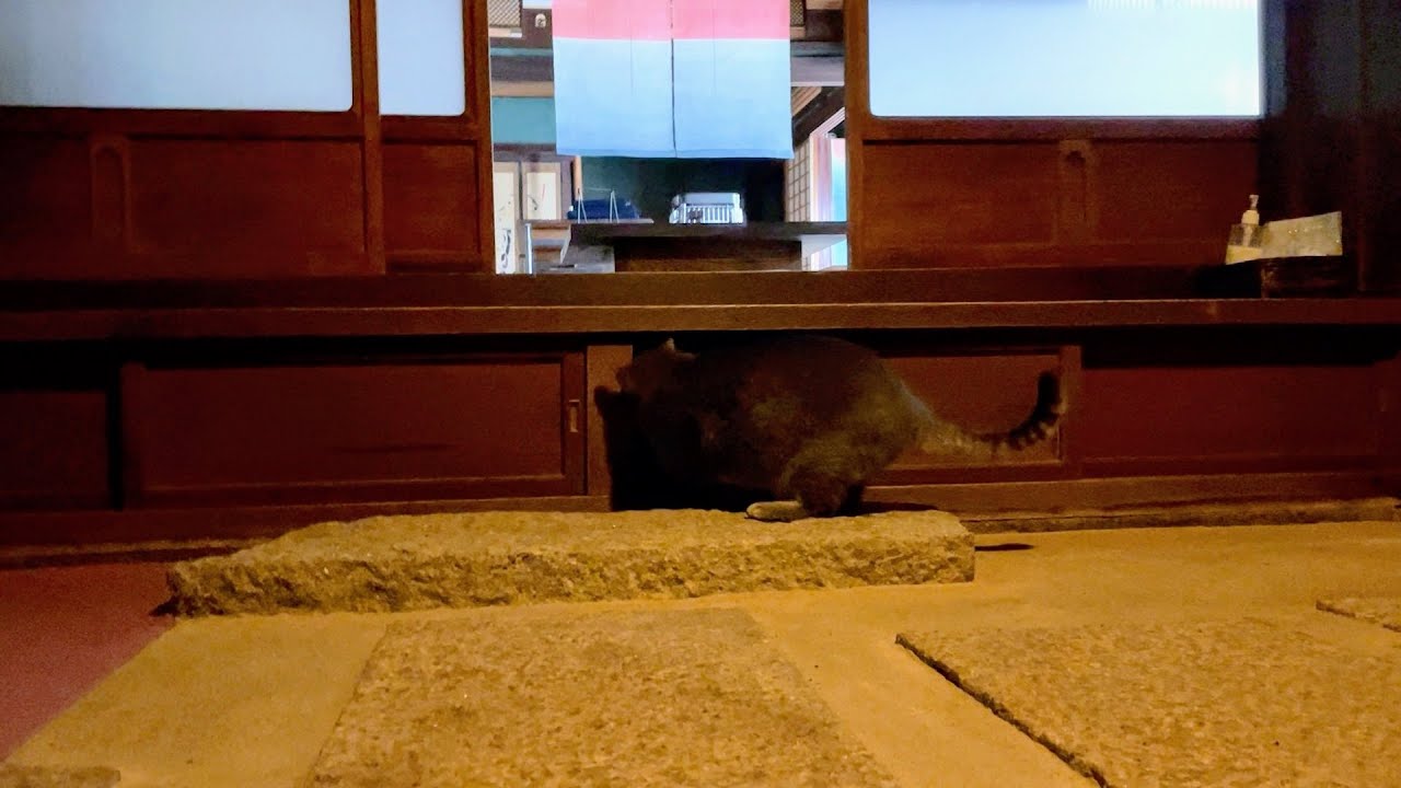 #風の猫　寒い朝..　玄関土間で..　灯油を入れている間..　縁の下の見回りに行く猫・・・・