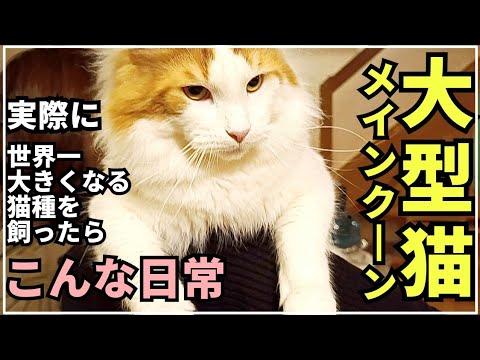 世界一大きくなる猫種メインクーンの日常