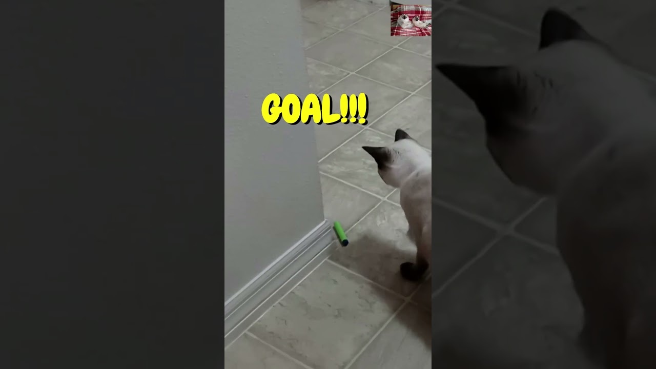 Time to WIN the T20 World Cup 2024, Eat my tail Lionel Messi #shorts #funnycats #cats