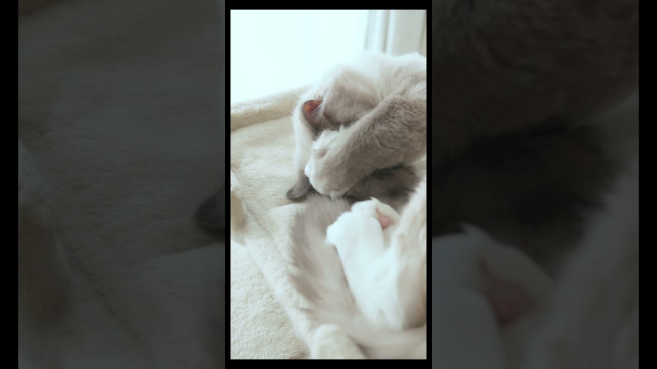 ぎゅむっぐりぐり　#猫 #ラグドール #ragdollcat