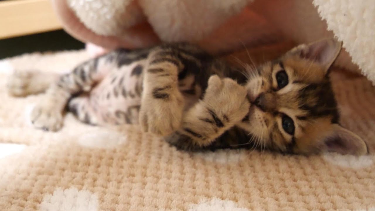 お布団に隠れてしまった子猫の様子を確認すると迷惑そうな表情でこっちを見てくる【赤ちゃん猫　保護猫】