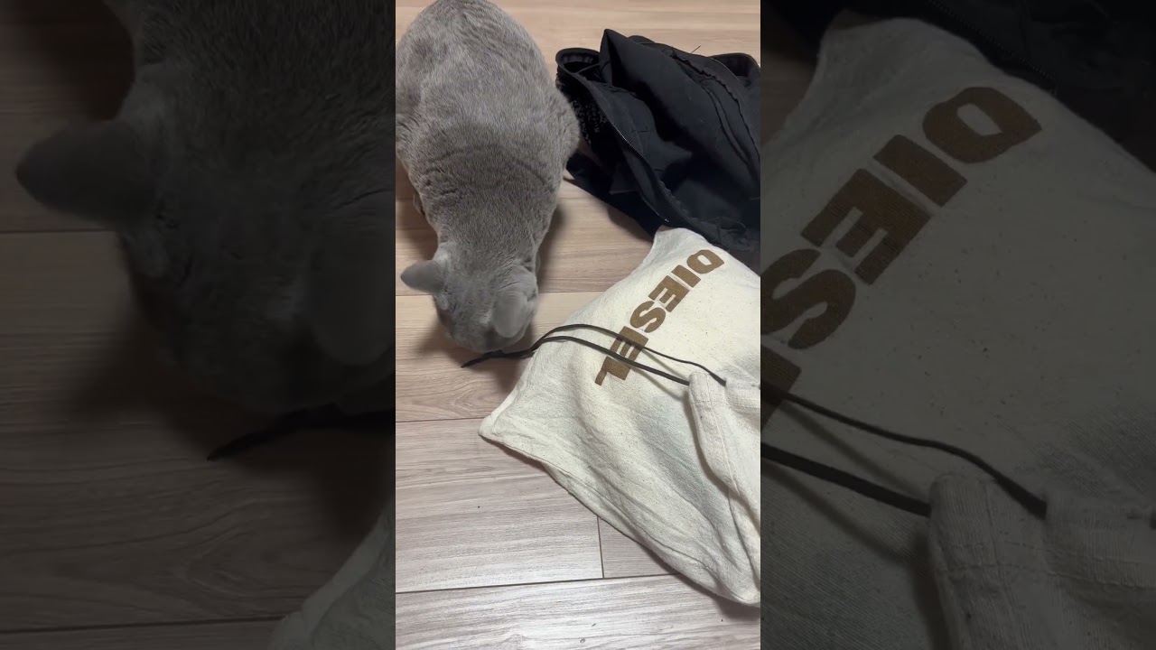 ロシアンブルーが