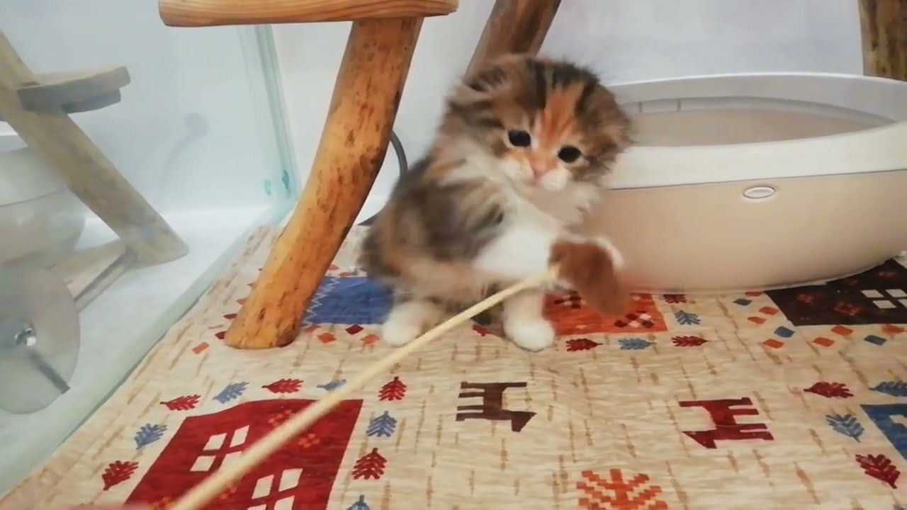 スコティッシュフォールド 女の子 2023/11/19生まれ