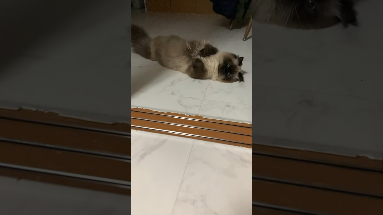 ラッコになったげんたくん#猫 #ヒマラヤン #猫のいる生活 #猫のいる暮らし #shorts