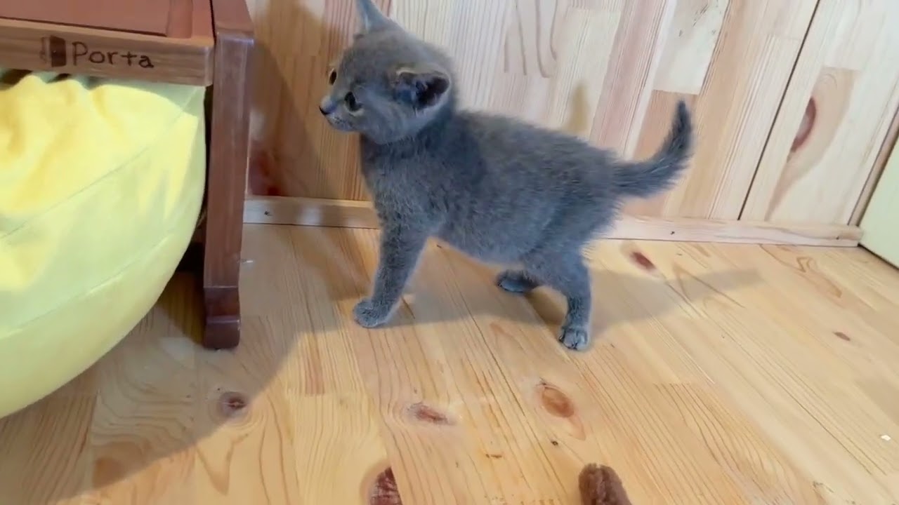 ロシアンブルー とっても可愛い元気なブルーの男の子！