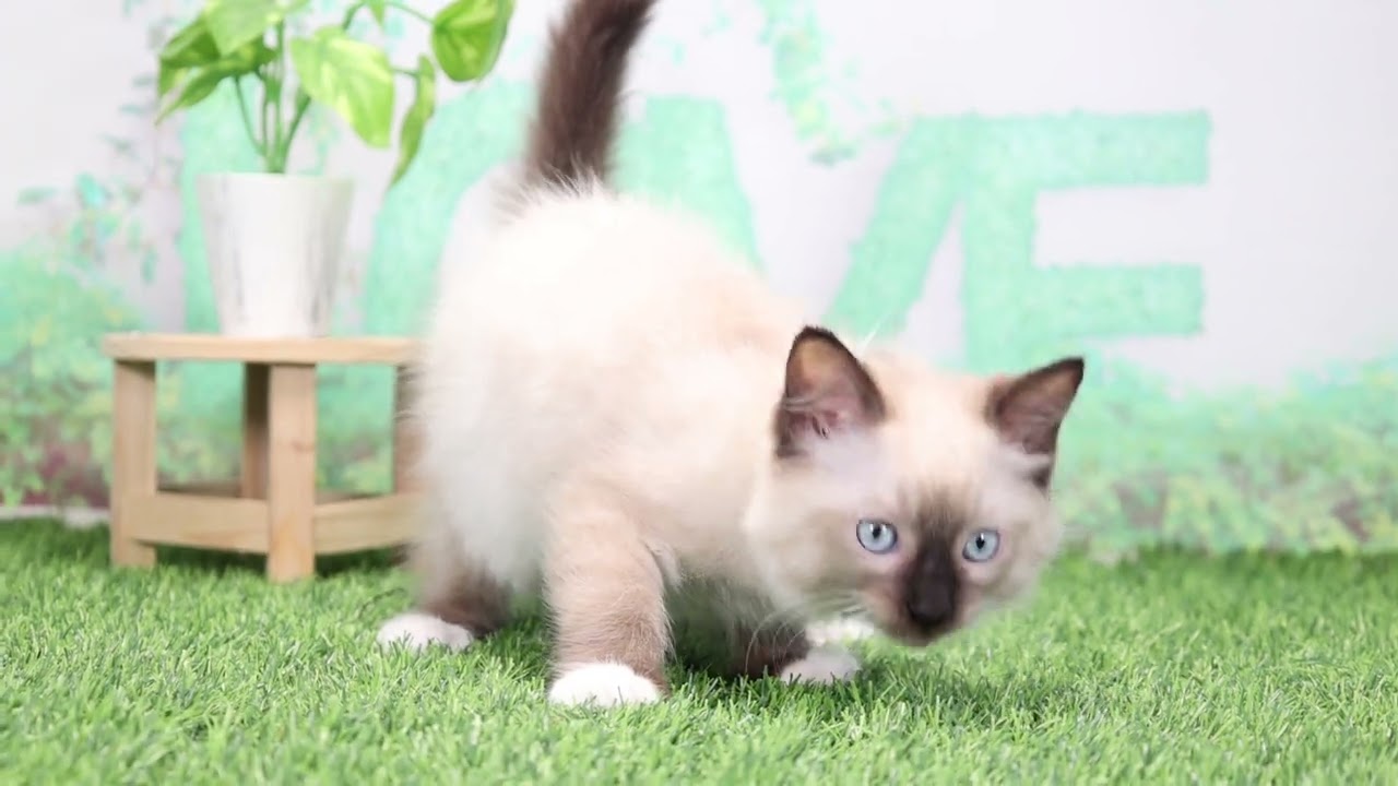 Coo&RIKU　No00662622 ラグドール