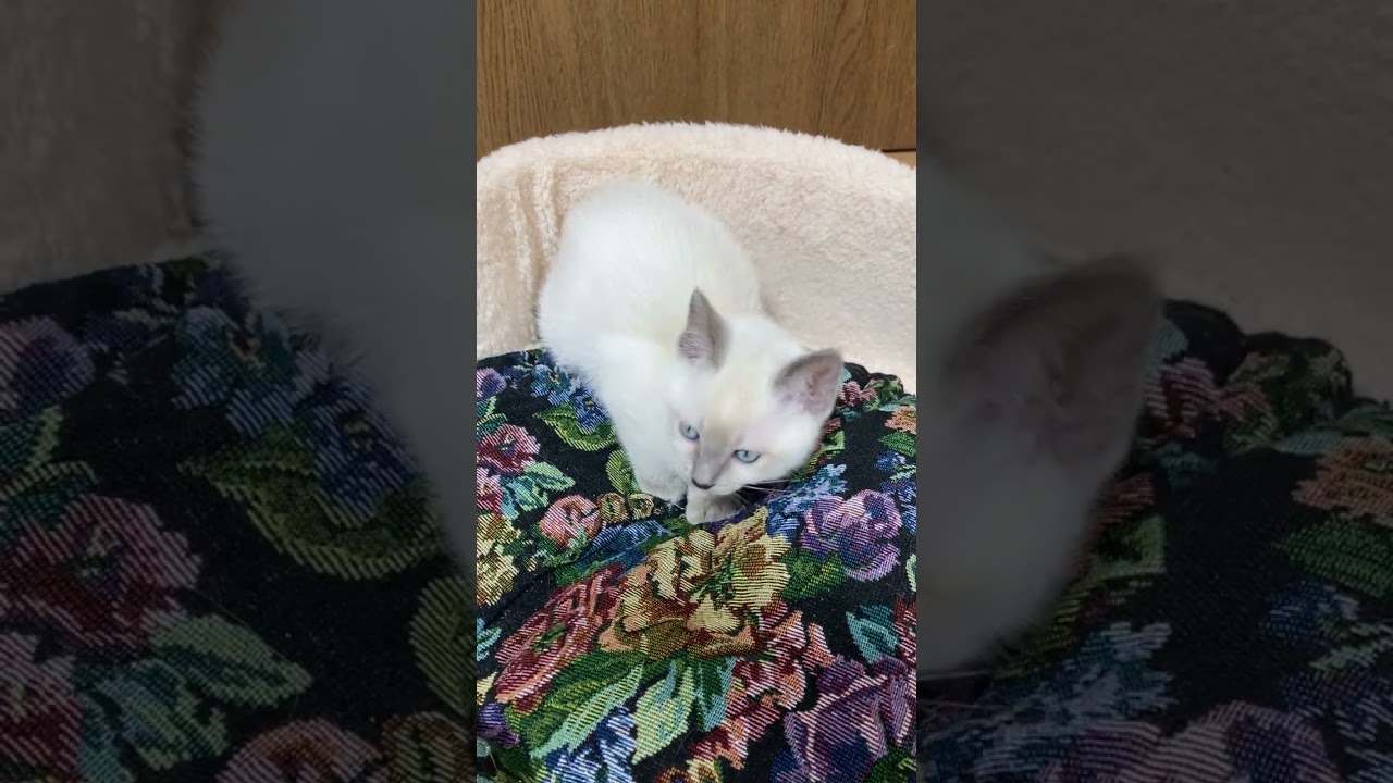 ブルーアイのトンキニーズ