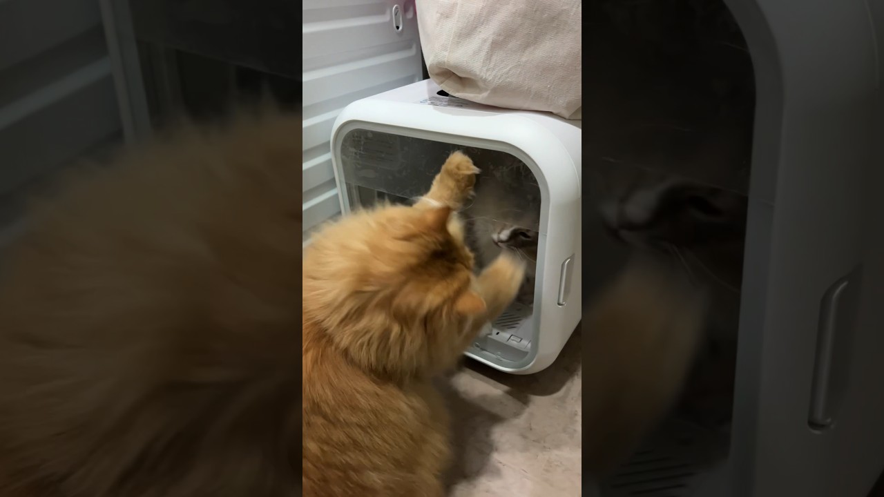 ガラス越しに戦う猫　#ノルウェージャンフォレストキャット #サイベリアン #ねこのきなこもち #猫動画 #猫好きさんと繋がりたい #shorts