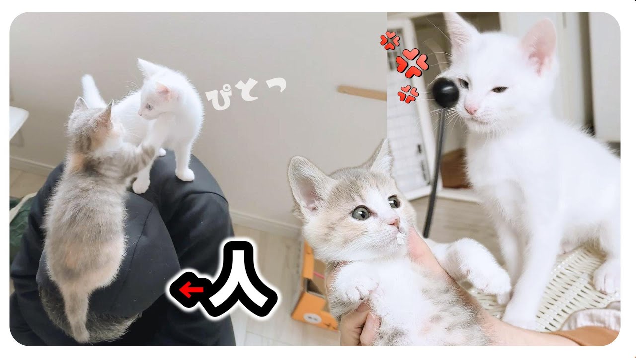 「キャゥン」なんか吠えた子猫。人の上で遊ぶ子猫がかわいいなぁ【保護猫生活55日目】