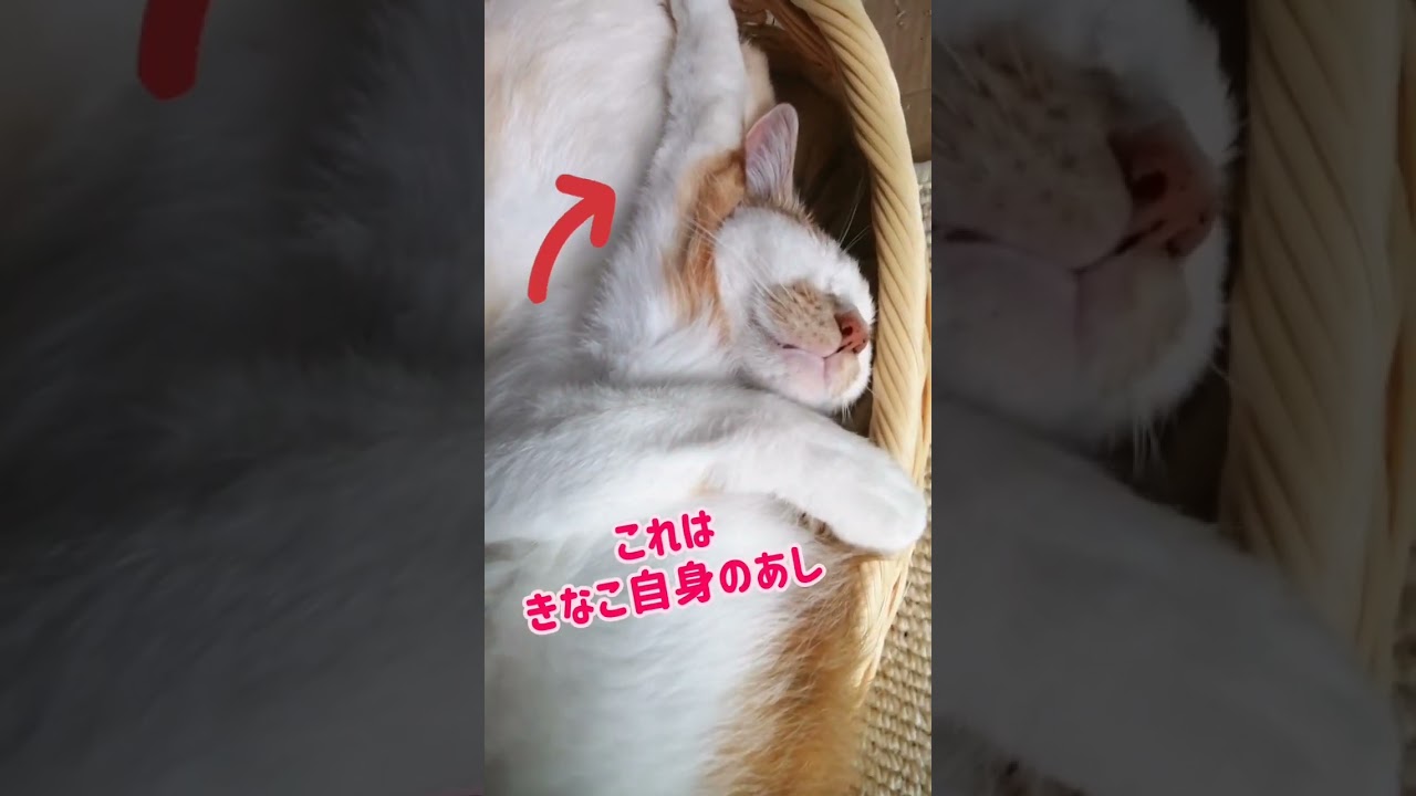 【ねこ動画】きなこのどーゆー格好！？ #shorts #猫 #CAT