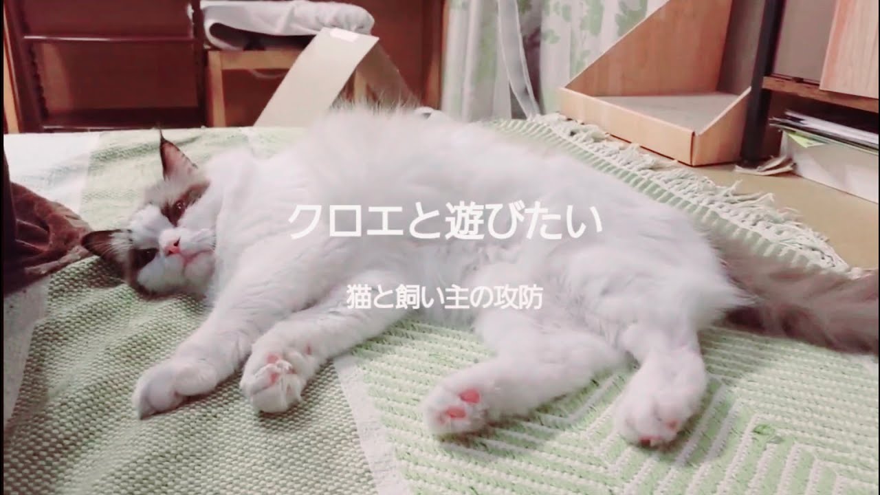 ツンデレな元保護猫ラグドールと遊びたい飼い主の攻防……誘ってるのに触らせてくれない（子どもたちの楽器練習音を添えて）