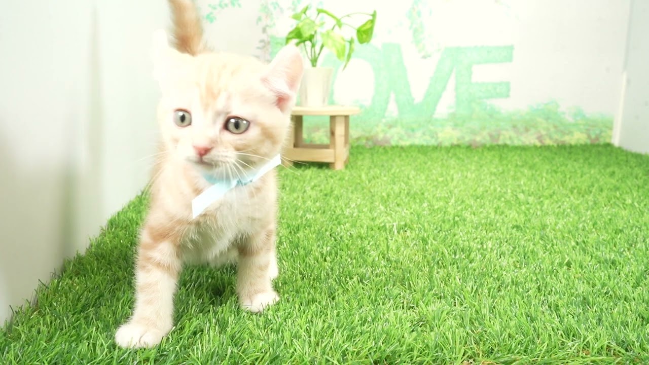 Coo&RIKU　No00662819 アメリカンカール