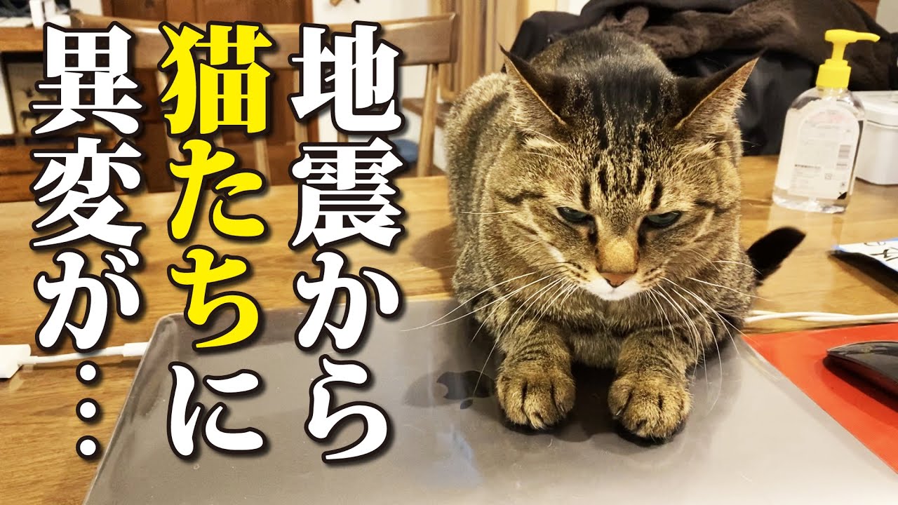 長引く余震で猫たちの様子にも少しずつ変化が…石川・地震
