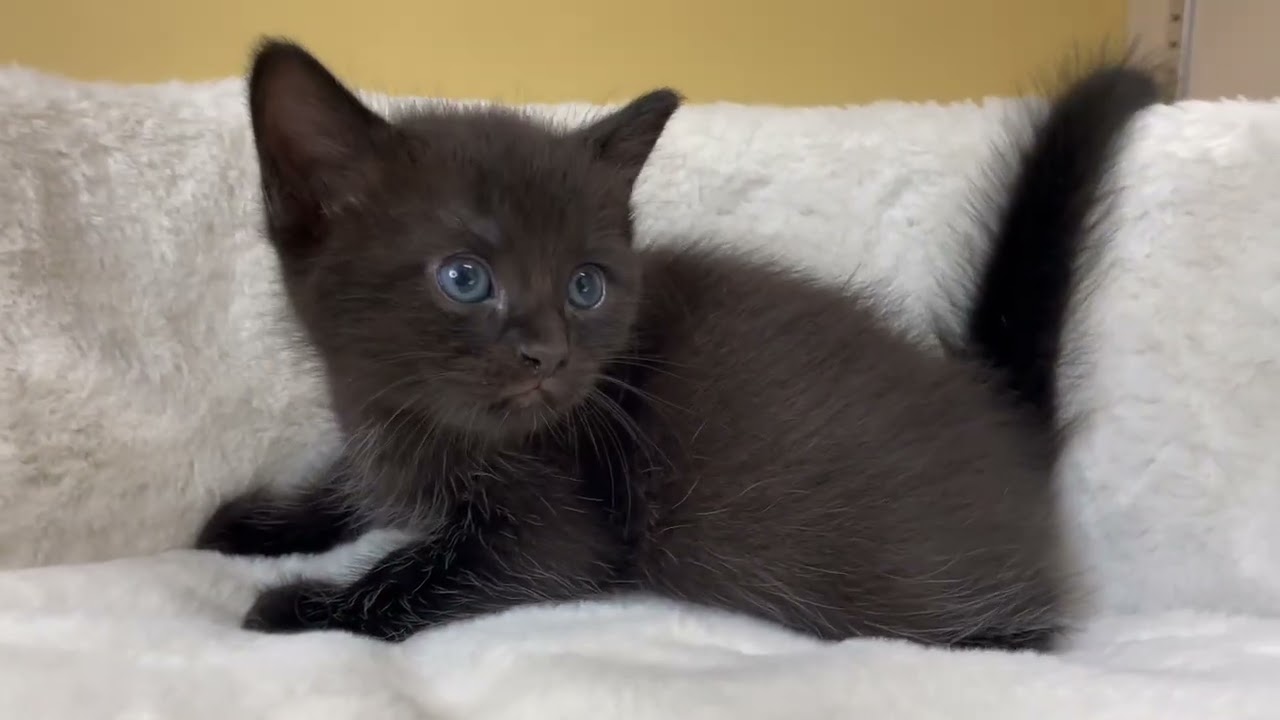 ボンベイ 【ブラック】レア猫種♡漆黒のボンベイ兄弟✨