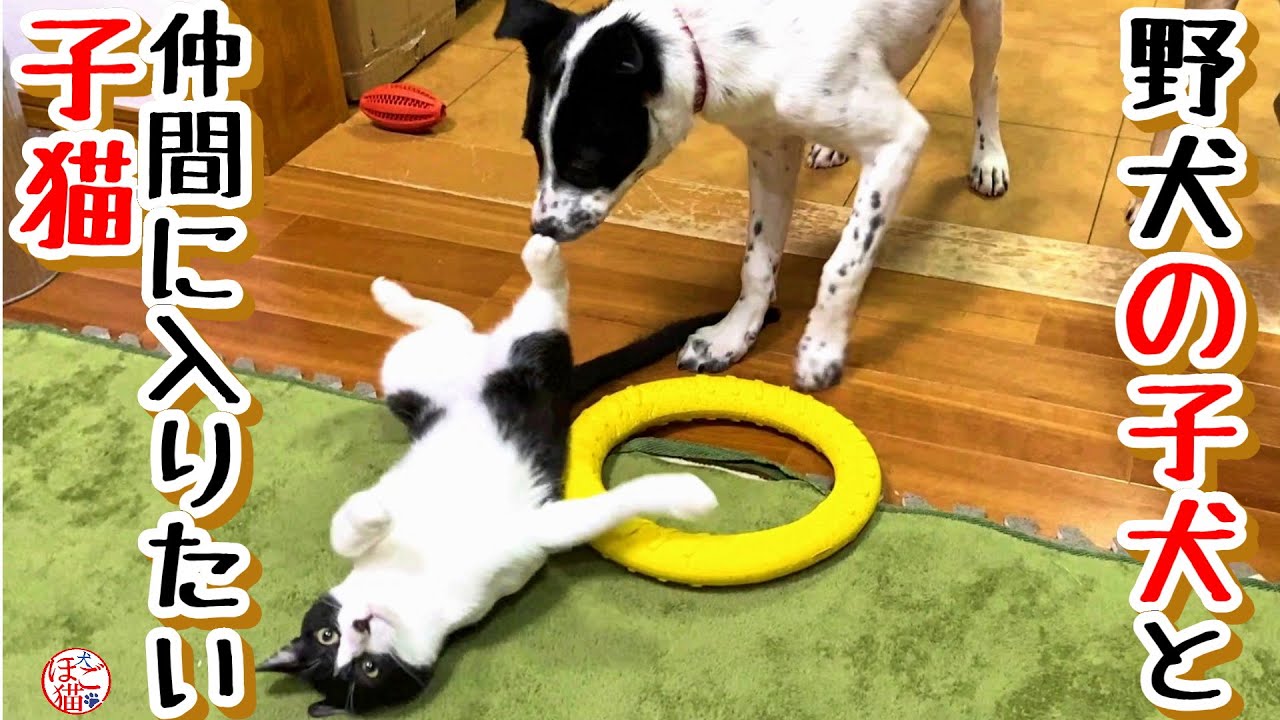 【子犬 子猫 野犬 保護犬】野犬の子犬達の仲間に入りたい子猫