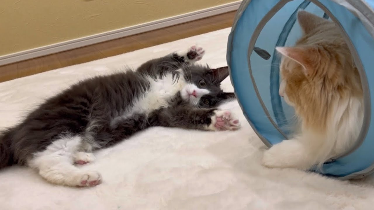 【降参です‼︎】ばんざいポーズが可愛すぎる、仔猫ターキッシュアンゴラとノルウェージャンフォレストキャット♡