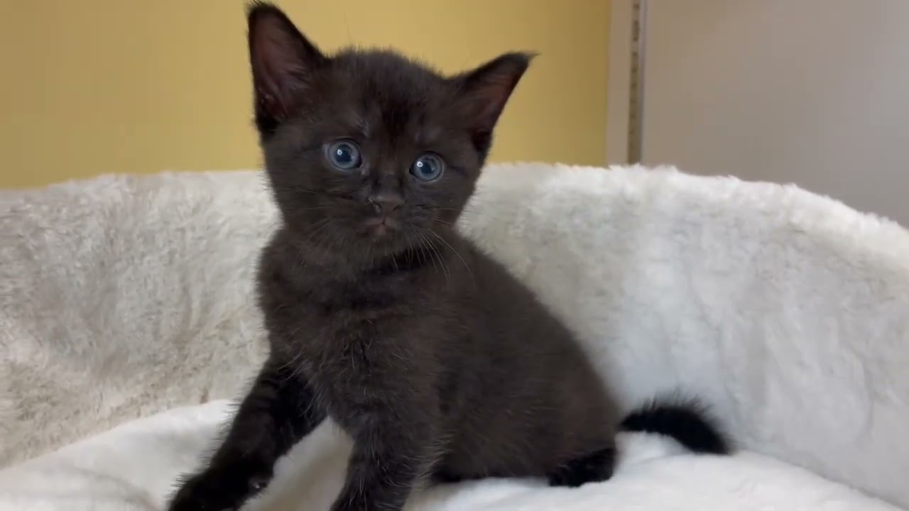 ボンベイ 【ブラック】レア猫種♡漆黒のボンベイ兄弟✨