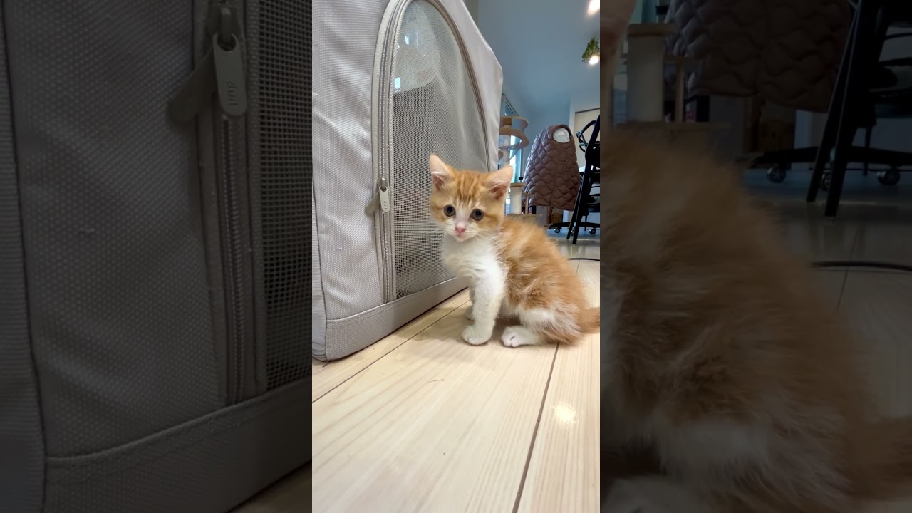【子猫　マンチカン】ママを助けたい子猫の姿が健気で、ベビーの愛を感じました。 #kitten #マンチカン #cat
