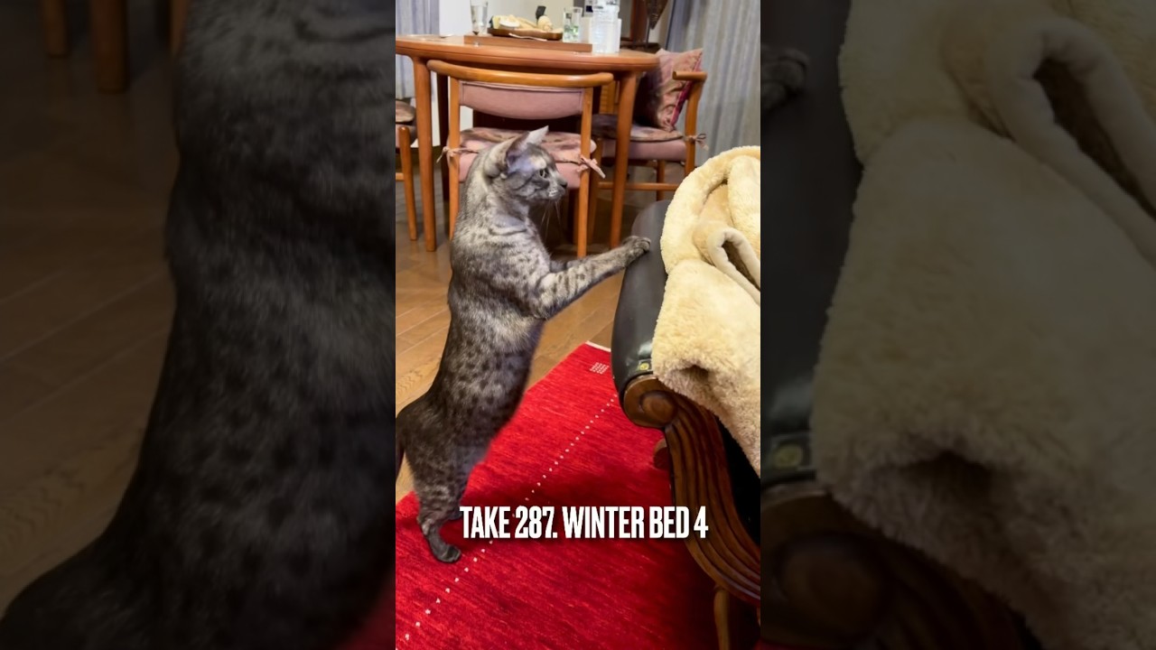 #冬の寝床 ナンバーワン☝️はココにゃ❗️#薪ストーブのある暮らし #東北の猫 #毛布大好き #猫の気持ち #エジプシャンマウ #shorts