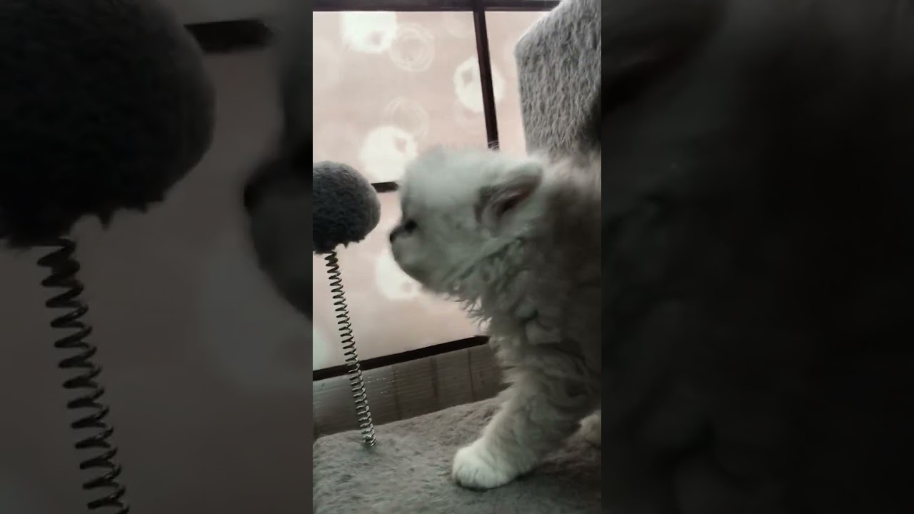 ペルシャ（チンチラ） 元気で活発な男の子