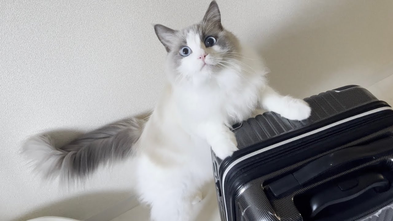 高熱で帰ってきた飼い主を大喜びでお出迎えしてくれるラグドール猫が愛おしすぎました。