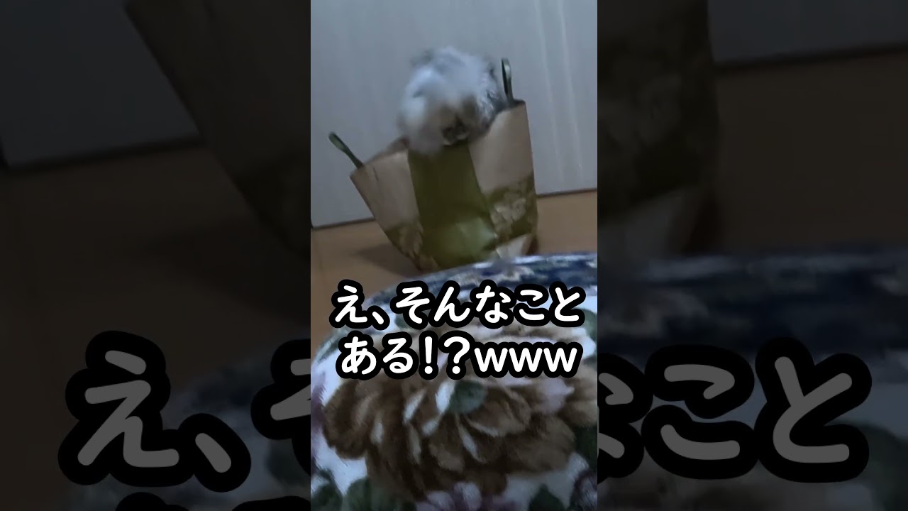 【ペルシャ猫】急に走り出したと思ったら、まさかの行動に・・・ #猫 #猫のいる暮らし #ペルシャ猫 #shorts