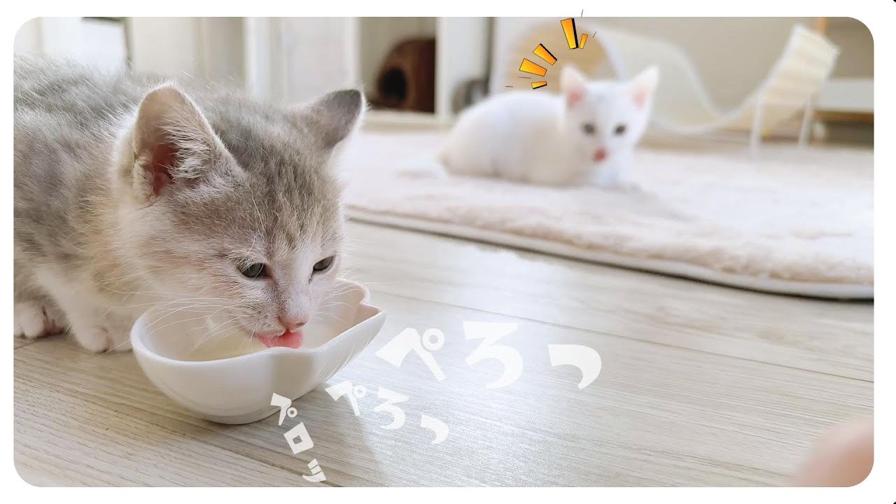 【子猫の卒乳】最後のミルク！最後も白ひげにしていっぱい飲みました【保護猫生活56日目】
