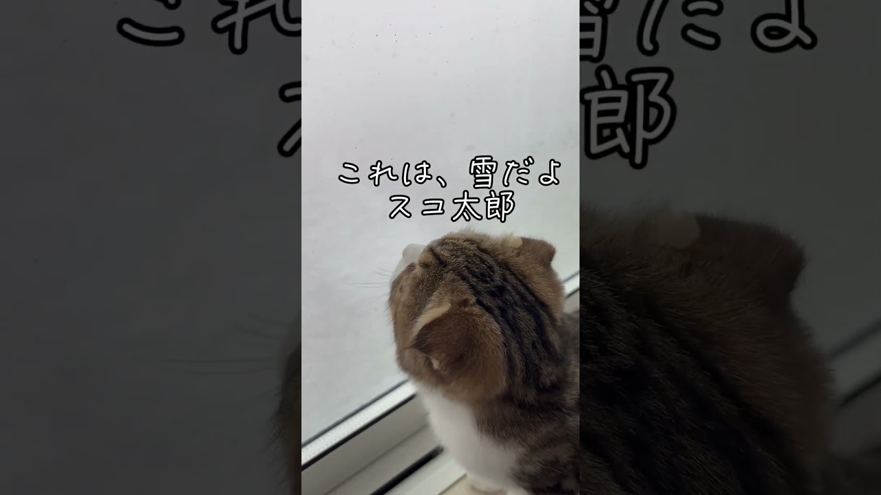 【スコティッシュフォールドスコ太郎】初雪スコ太郎‥その反応は？　#shorts #スコティッシュフォールド #スコ太郎 #スコティッシュ #猫 #可愛い #猫の日常