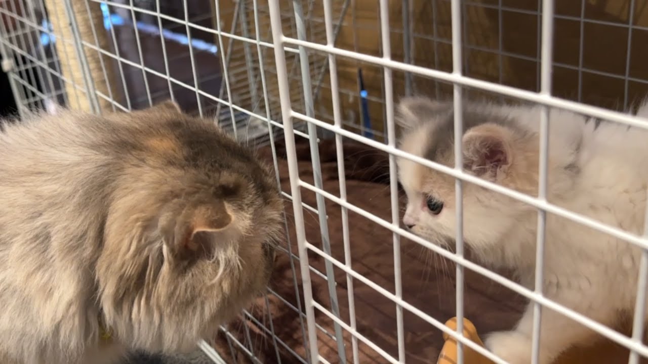 新入り子猫との初対面