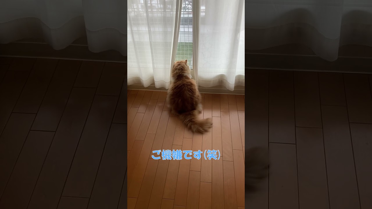 わざわざカーテン開けて外を見る猫 #shorts  #猫 #アメリカンカール #cat