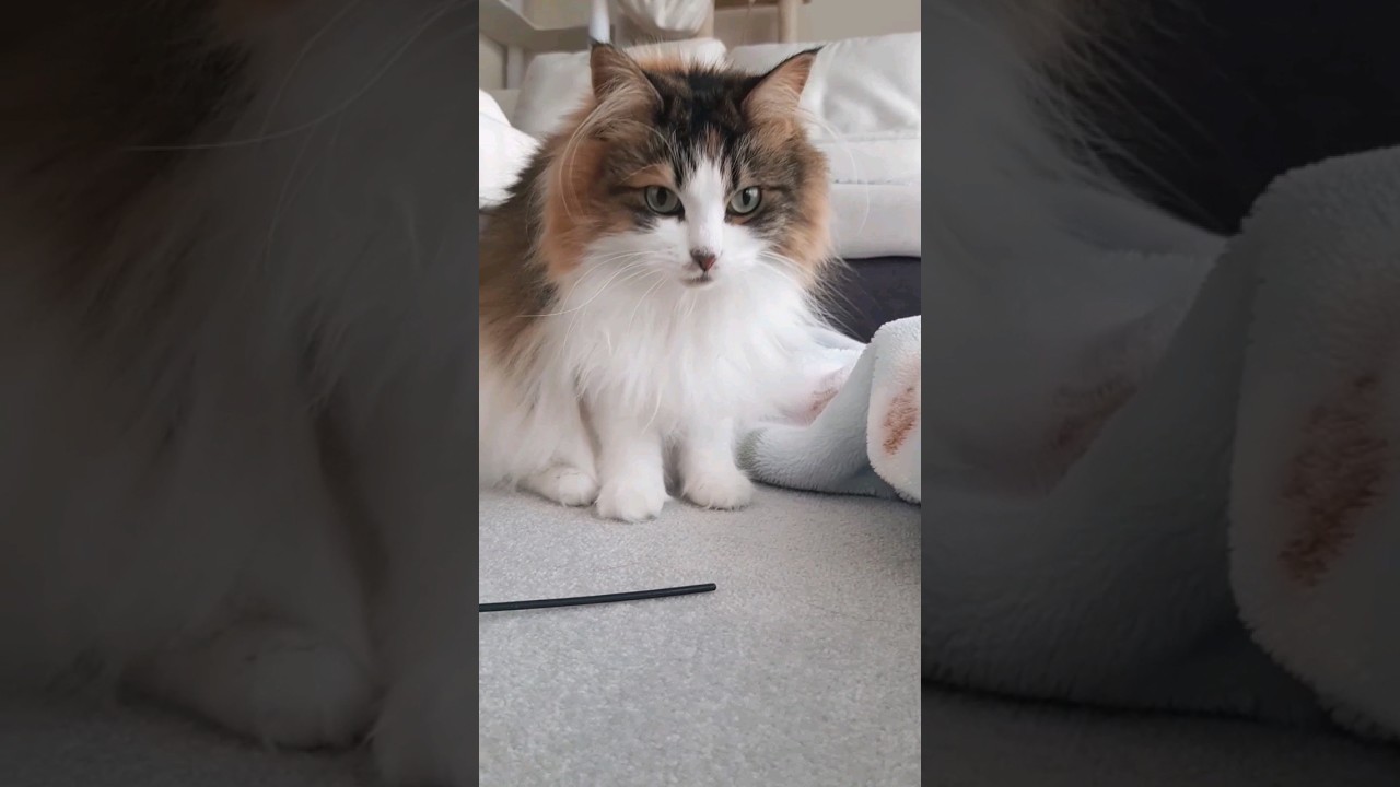 狩りします#cat #サイベリアン #ねこ #shorts