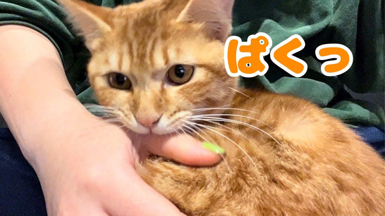 【保護猫】子猫とブラック企業に勤める飼い主の1日
