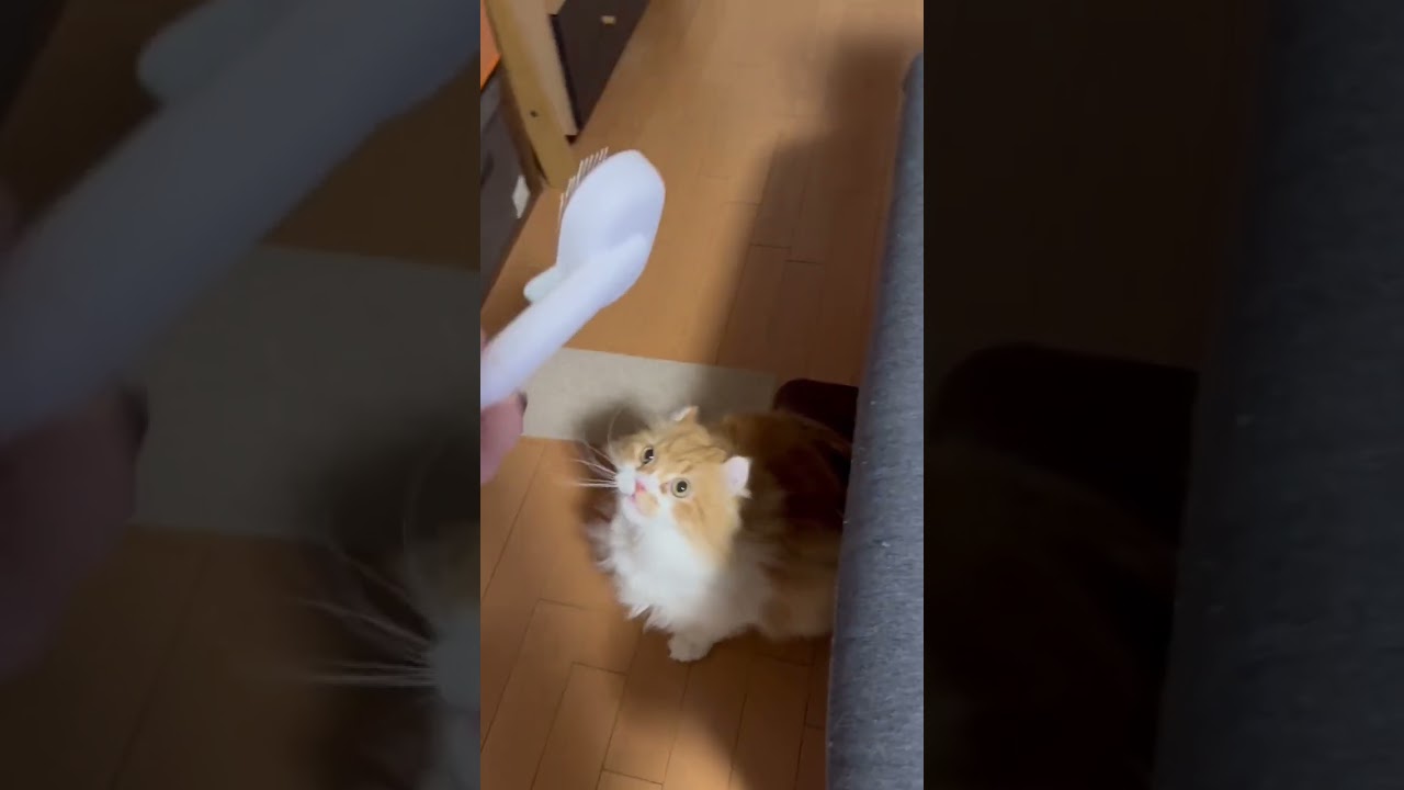 ブラッシングが嫌いな猫 #shorts  #猫 #アメリカンカール #cat