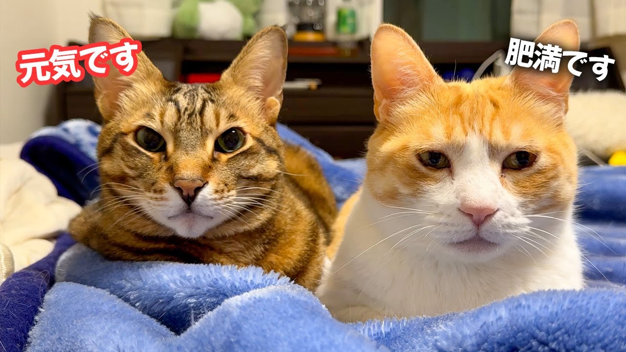 猫以外の全人類が体調を崩している件について