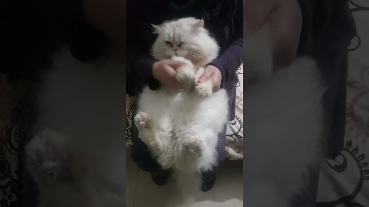 cute cats 🥰🥰🥰 #shorts #minnie vlogs