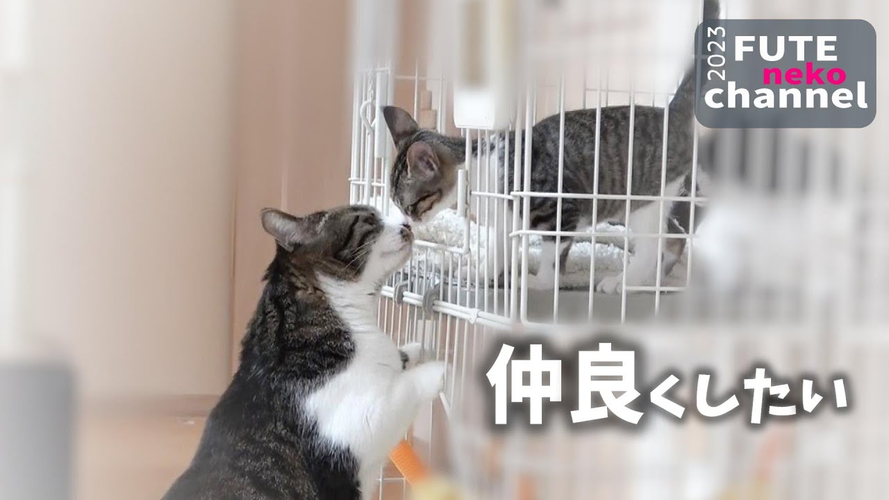子猫と仲良くなりたい猫、ちょっと目を離したら…【保護子猫】