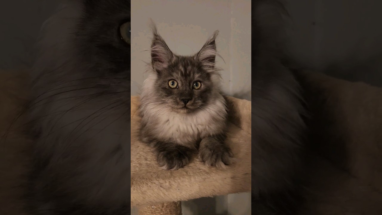 Aspen The Smoke Maine Coon Kitten #cutecats #catlover #kitten