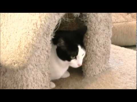 ねこの博物館　コーニッシュ×スコティシュ　こだま.wmv