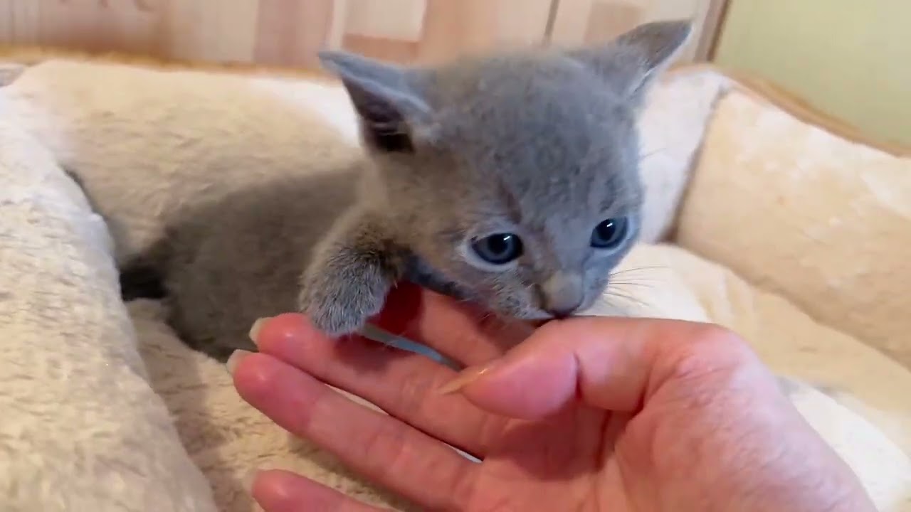 ロシアンブルー とっても可愛い元気なブルーの男の子！