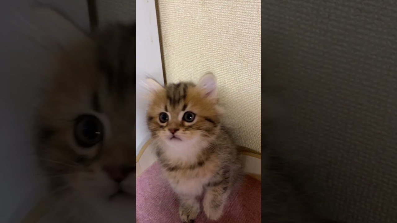 ペルシャ（チンチラ） 甘えん坊な大人しい男の子