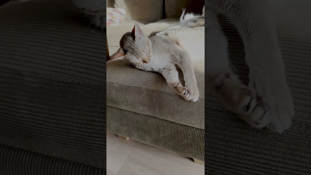 日向ぼっこする猫 #猫 #シンガプーラ #スコティッシュフォールド