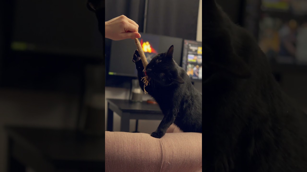 black kitty cat going ham