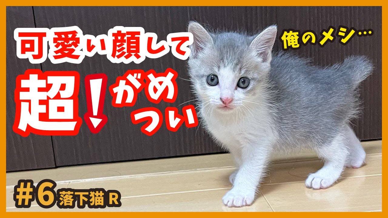 【子猫 爆笑】欲望のカタマリ！必死な姿の子猫にキュンとときめきます。【落下猫6】