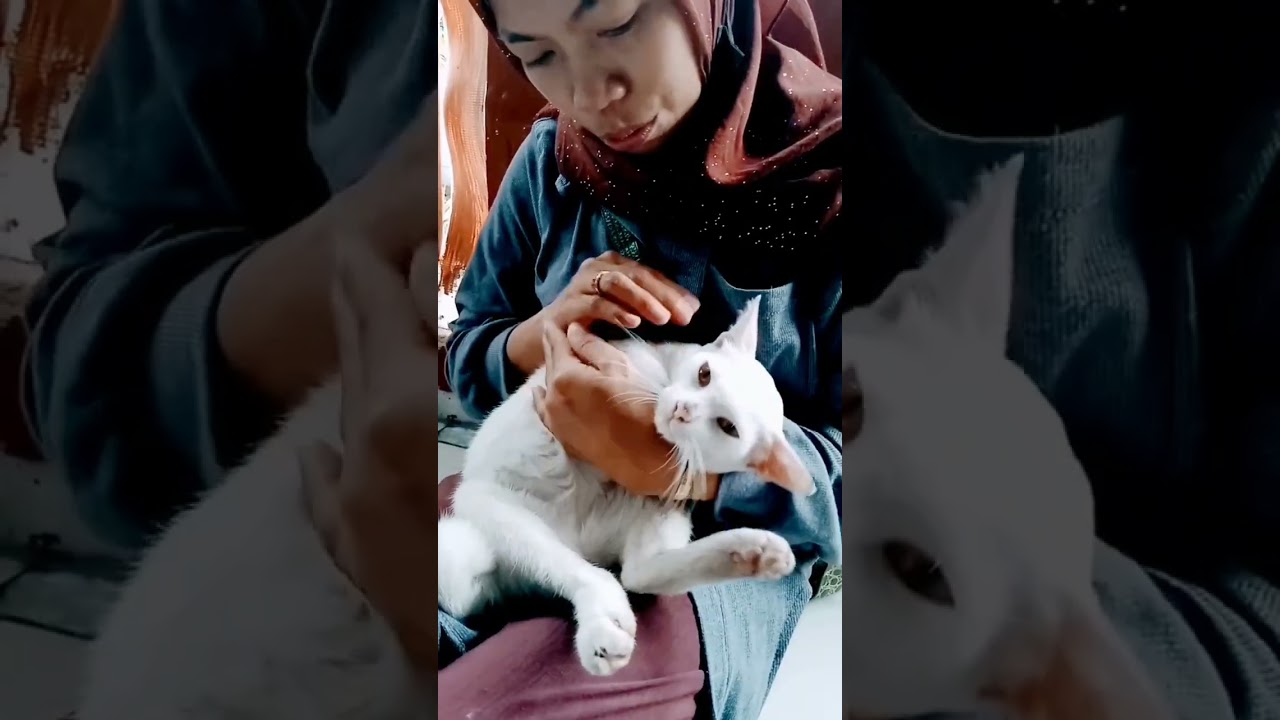 Kucing Manja Lucunya 🐱, Dicium Kucing 😽😂, Cute Cat