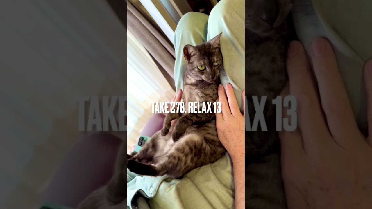 #謹賀新年 あけましておめでとにゃ❗️今年もよろしくにゃ‼️#relax #エジプシャンマウ #やっぱり猫が好き #egyptianmau #catlover #shorts