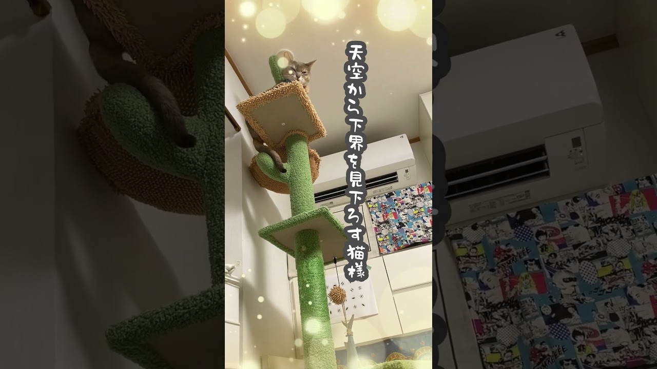 (アビシニアン) 天空から下界を見下ろす猫様  #アビシニアン #cat #猫のいる暮らし