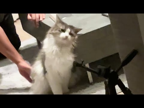 お尻トントンされておかしくなっちゃった猫はこちらです ノルウェージャンフォレストキャット