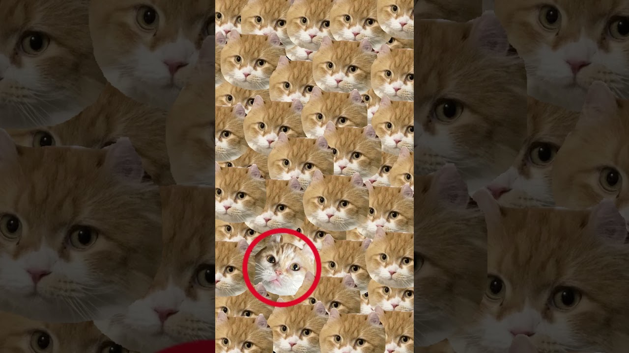 ちーを探せ #shorts  #猫 #アメリカンカール #cat
