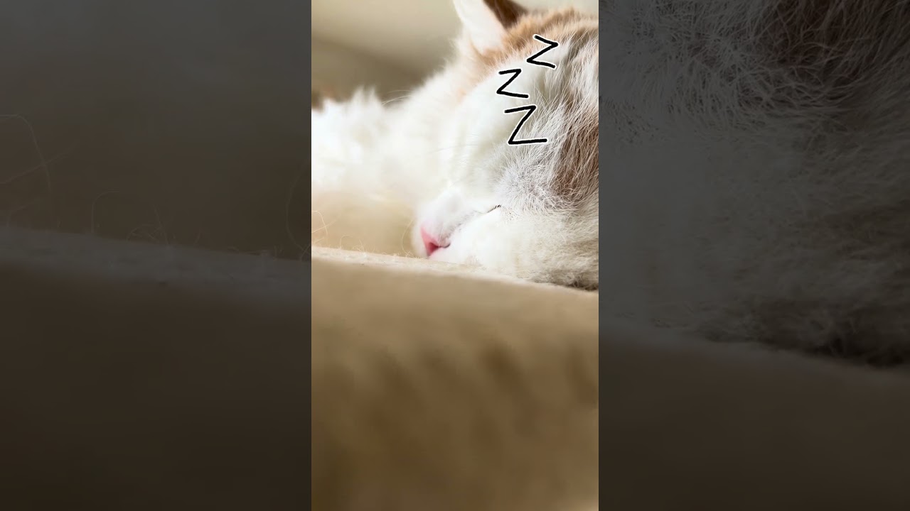 猫種人気No.1のイビキ #短足マンチカン#スコティッシュフォールド #cat #shorts